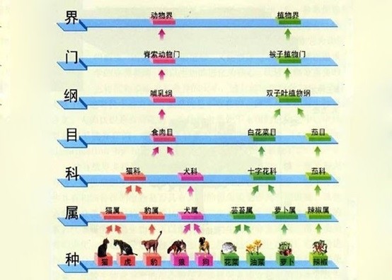 这种科学方法实际上是人类认识生物界的方法,而反过来借助这种概念,没