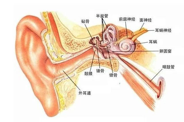 您的听力就像指纹一样独一无二_腾讯新闻