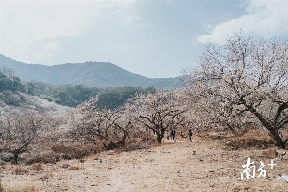 视频｜惠东梁化梅花烂漫时，错过还有桃李杜鹃花_腾讯新闻