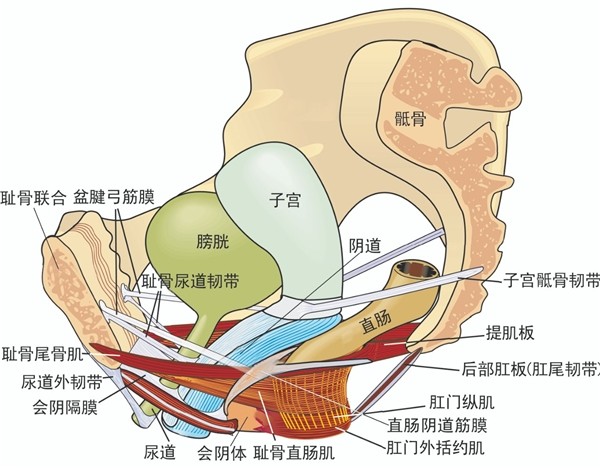 人体解剖图女子宫图片