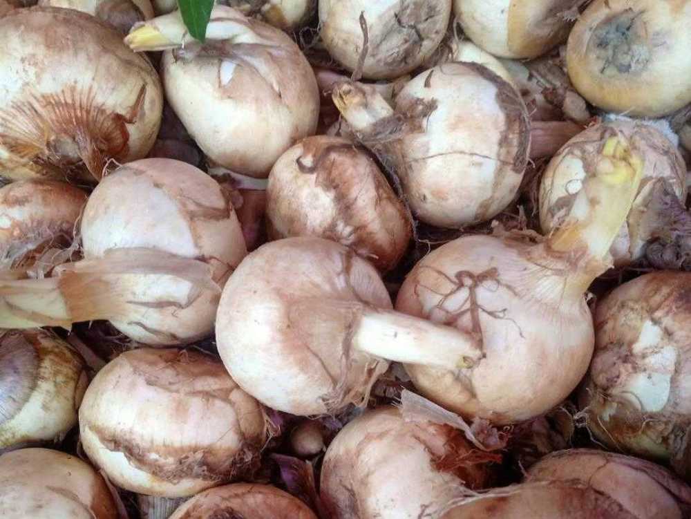 为什么在江门一看到有茨菇卖我就觉得要过年了