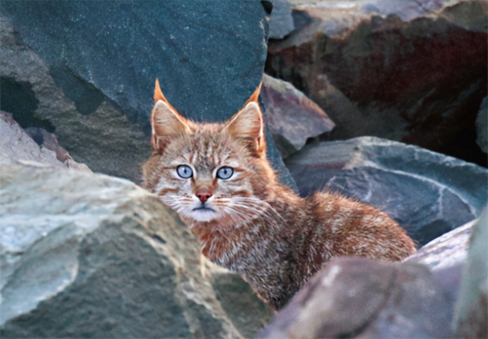 林草科普荒漠猫西部荒野淡蓝色的眼神