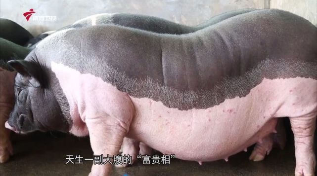 陆川猪有着超高的辨识度,在外人眼里,陆川猪嘴短
