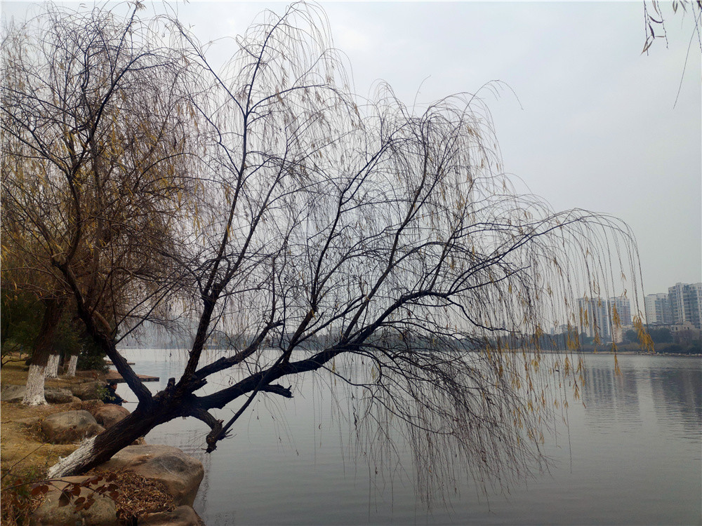 江西吉安:冬日垂柳美如画