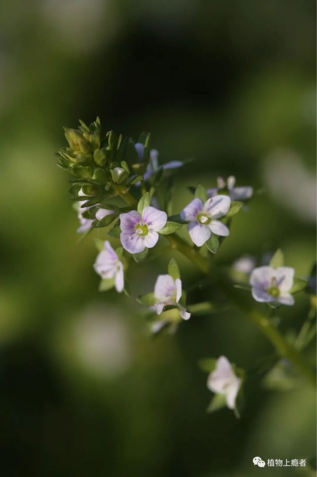 小花非常密集這裡面,有一種青翠的野花,以不輸於風花菜的密集氣