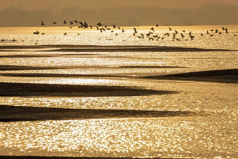 罗霍洲江滩,网红打卡地
