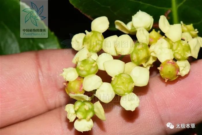 野杜仲,见过吗?祛风除湿,活血化瘀.