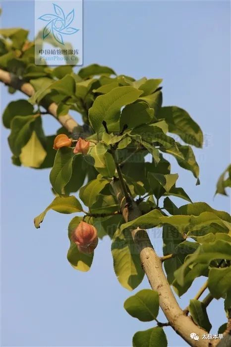 野杜仲,见过吗?祛风除湿,活血化瘀.