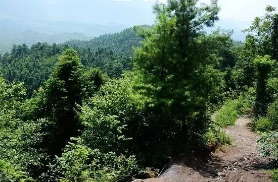 市大方县六龙镇新丰村,人们总会被散发着勃勃生机的上千亩杉林所震撼