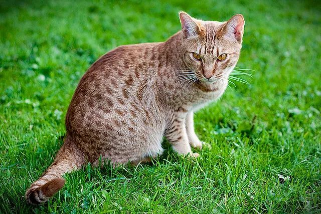 迷你野生大型貓科動物奧西貓