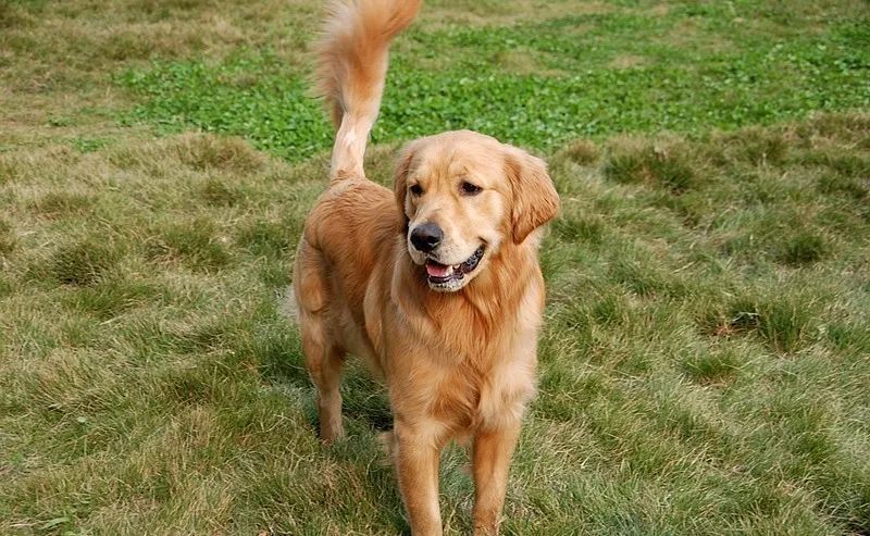 生肖狗今天麻将运势查询(生肖狗今天麻将运势查询吉凶)