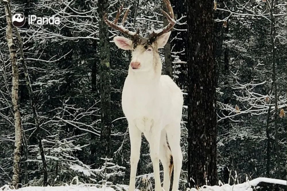 这些"白化"的动物都生活得好好的因此我们不必太为白色大熊猫感到担心