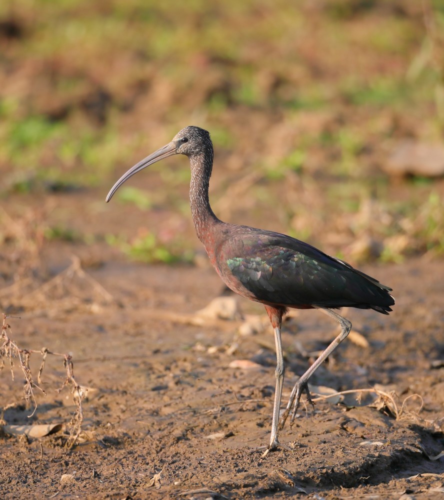 珍稀鸟类彩鹮再次现身云南盈江