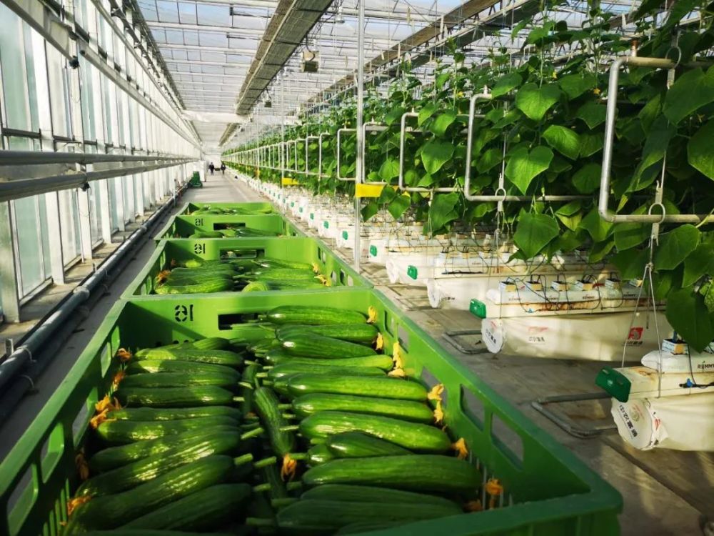 高效设施农业铺就农民致富路