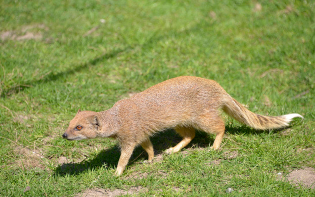 黄鼬:都知道它是偷鸡贼,却没人知道它灭鼠大王