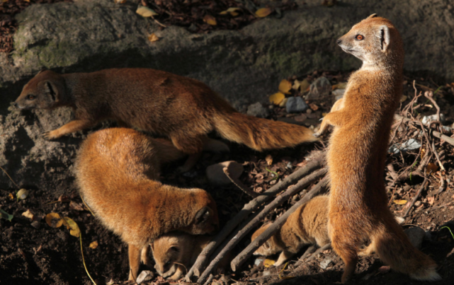 黄鼬:都知道它是偷鸡贼,却没人知道它灭鼠大王