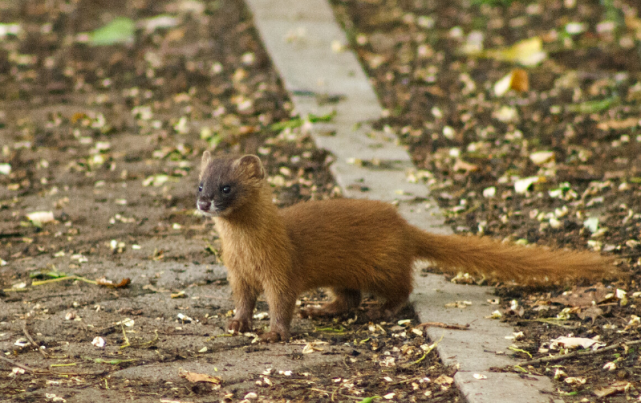 黄鼬:都知道它是偷鸡贼,却没人知道它灭鼠大王