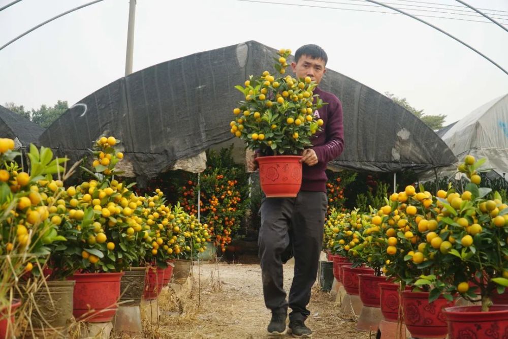 佛山年桔种植基地图片