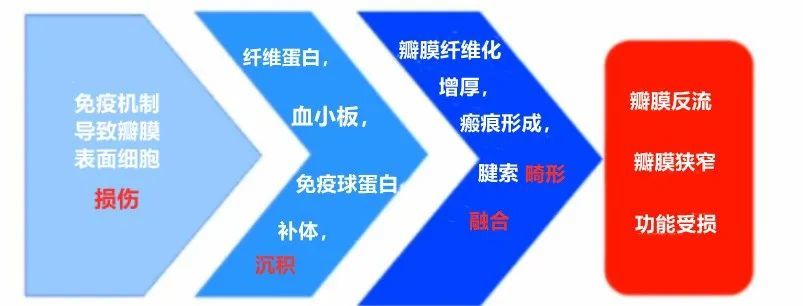 病理生理机制 libman-sacks心内膜炎 1924年报道了4名狼疮患者二尖瓣