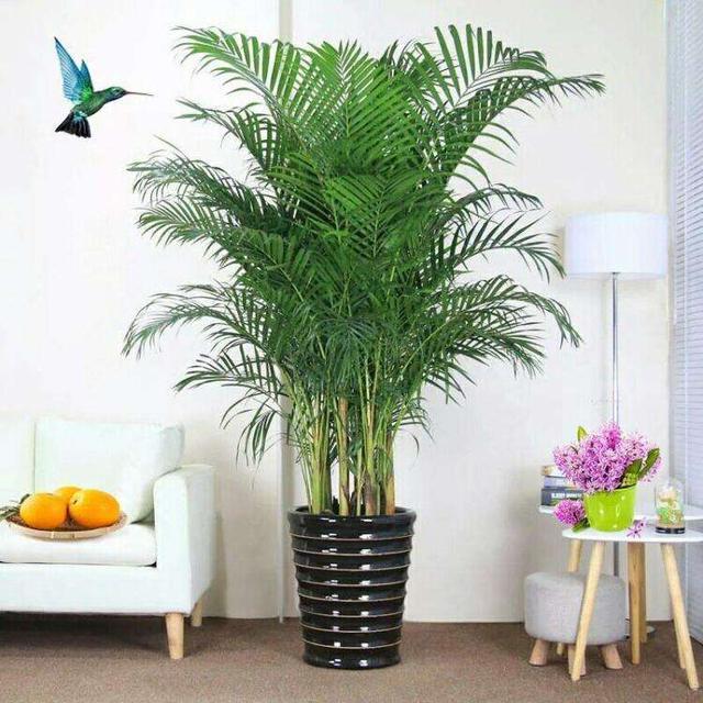 被誉为空气加湿气的散尾葵冬季养护需要注意这几点平安越冬