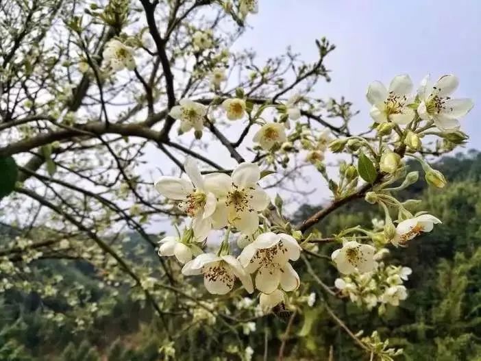 1日 山楂花之恋 2月06日起相约广宁赏洁白如雪的山楂花 品当地美食1天游 腾讯新闻