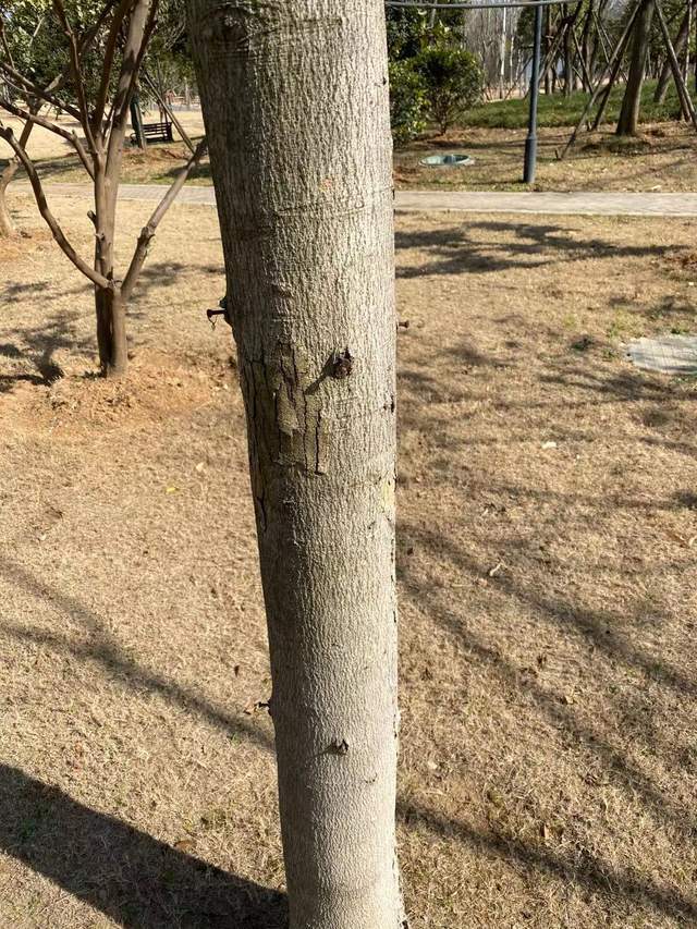 武漢一公園樹上釘滿了釘子,小樹也會疼,還會傷害人