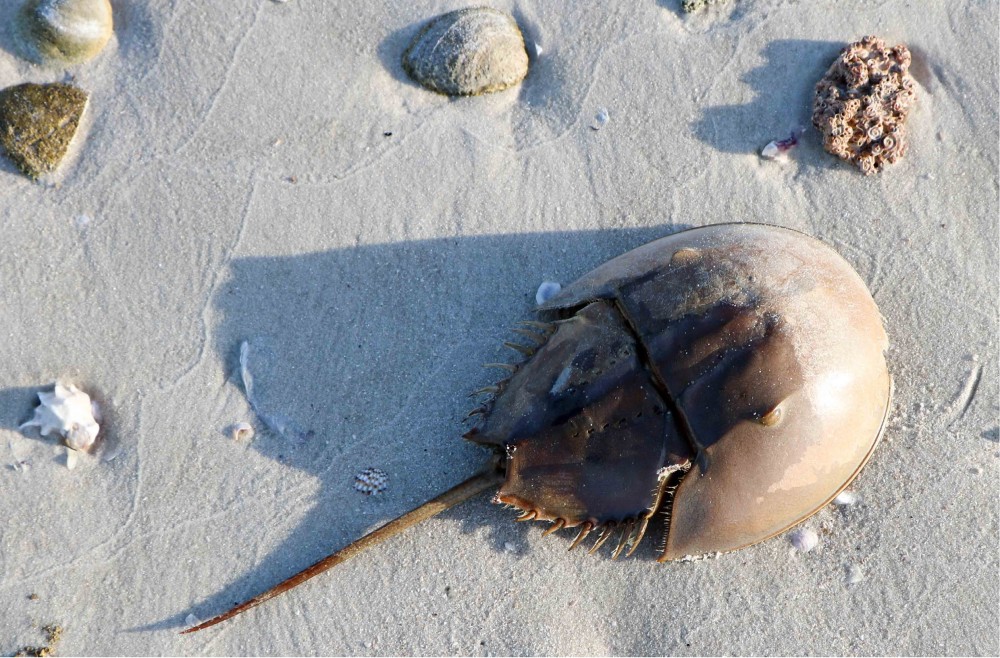 诞生4亿年至今样貌未变 它是医学上的 献血者 血液堪比黄金 腾讯新闻