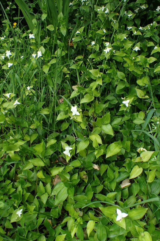 2.巴西水竹草tradescantia fluminensis1.吊竹梅tradescantia.