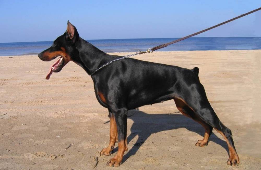 今天就来盘点一下智商top5的狗狗品种吧!