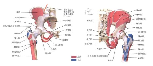 大胯总疼您可能得了髋袖损伤