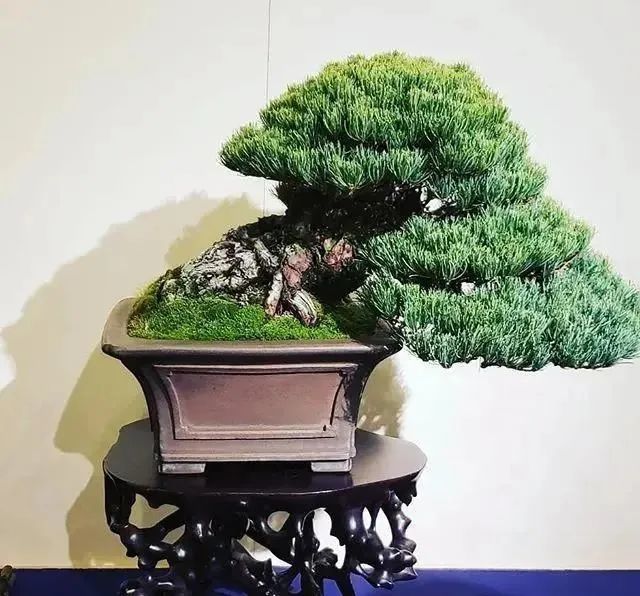 松树盆景的爆皮更显岁月沧桑_腾讯新闻