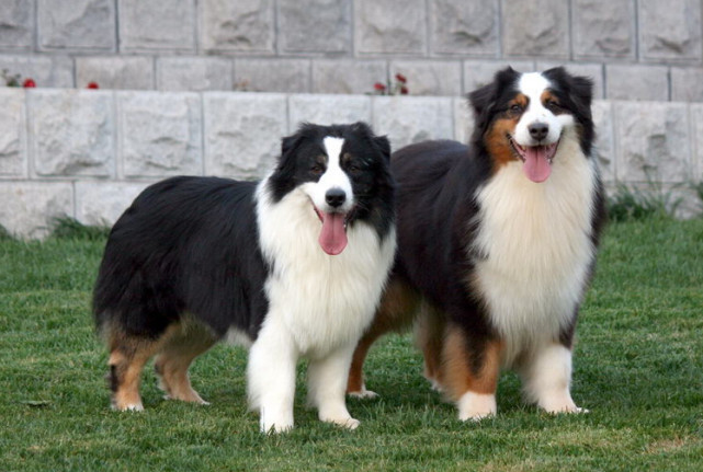 花色的澳洲牧羊犬好养吗