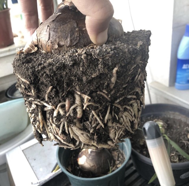 对于盆栽的朱顶红,建议大家把种球从花盆中取出,然后直接地栽到院子里