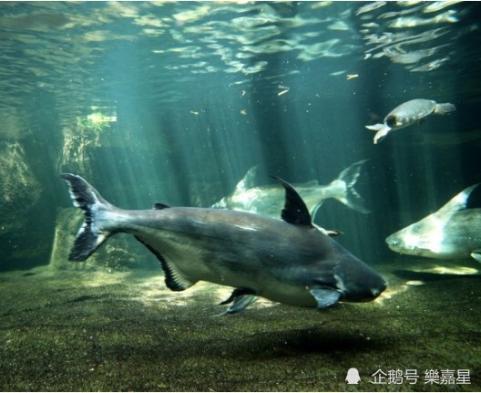 今天介绍淡水鲨鱼的性格,特征,特性,习性