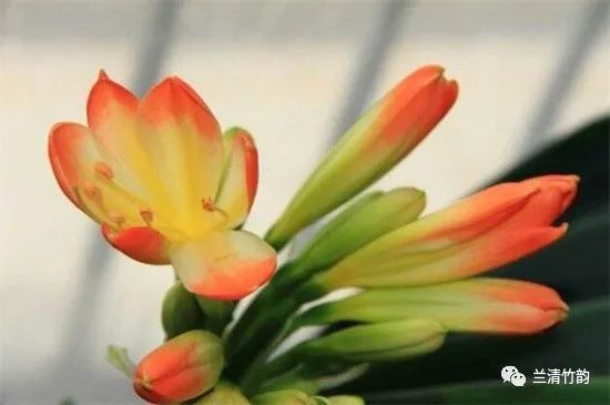 君子兰花怎么留种 异花授粉花箭剪除 腾讯网