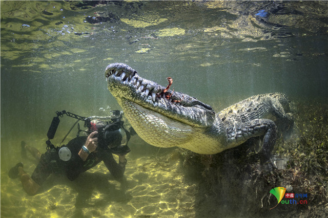 惊险刺激摄影师水下近距离拍摄鳄鱼大口吞食画面