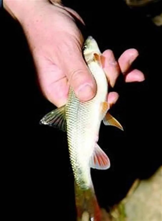 神秘洞穴年年"吐"鱼,竟是濒危多鳞白甲鱼!