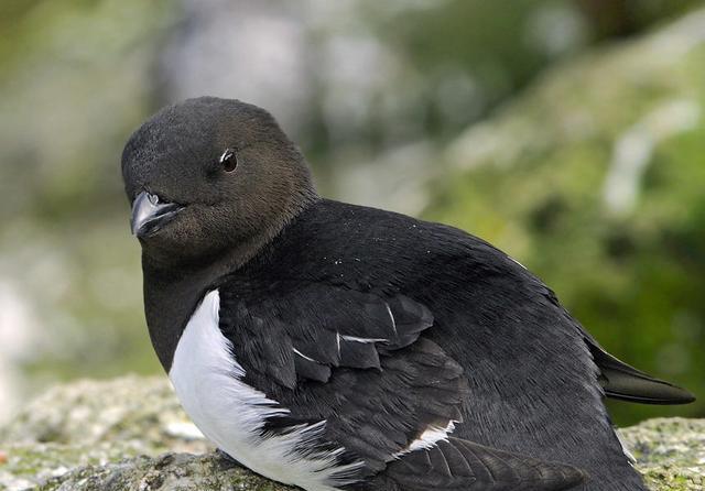 海雀的种类很多,有一种是分布在北极地区的侏儒海燕,它们不仅是生活在