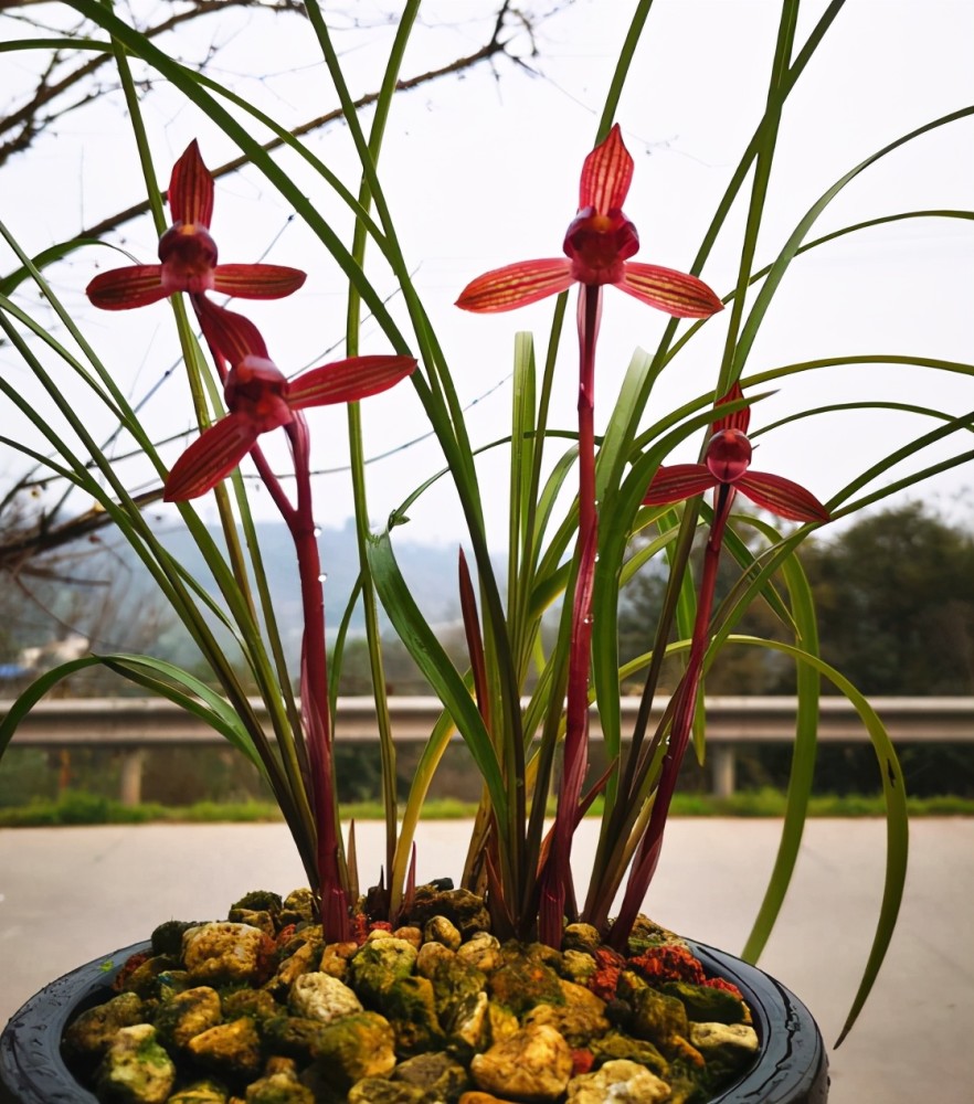 春兰顶级红素醉红素一杆双花姿态优美新手照样能养好