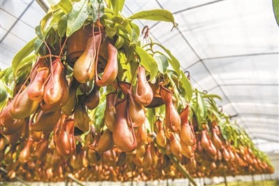 记者走访广州各地花农花商盘点节前花卉市场行情 年宵花 大岗镇 桃花 石马村 蝴蝶兰 从化区 花卉 南沙区 岭南花卉市场 迎春花市