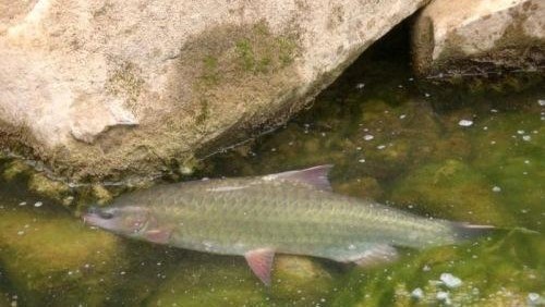 釣位青竹魚原產於中越界河,具有食性雜,抗病力強和養殖效益高等特點