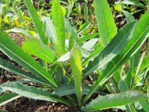 人称"曲麻菜",穷人的救命粮,今被当成杂草,城里却卖15元_腾讯新闻