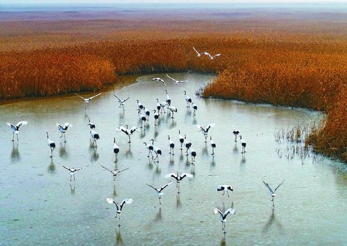 盐城候鸟齐聚湿地中诗情画意冬韵浓