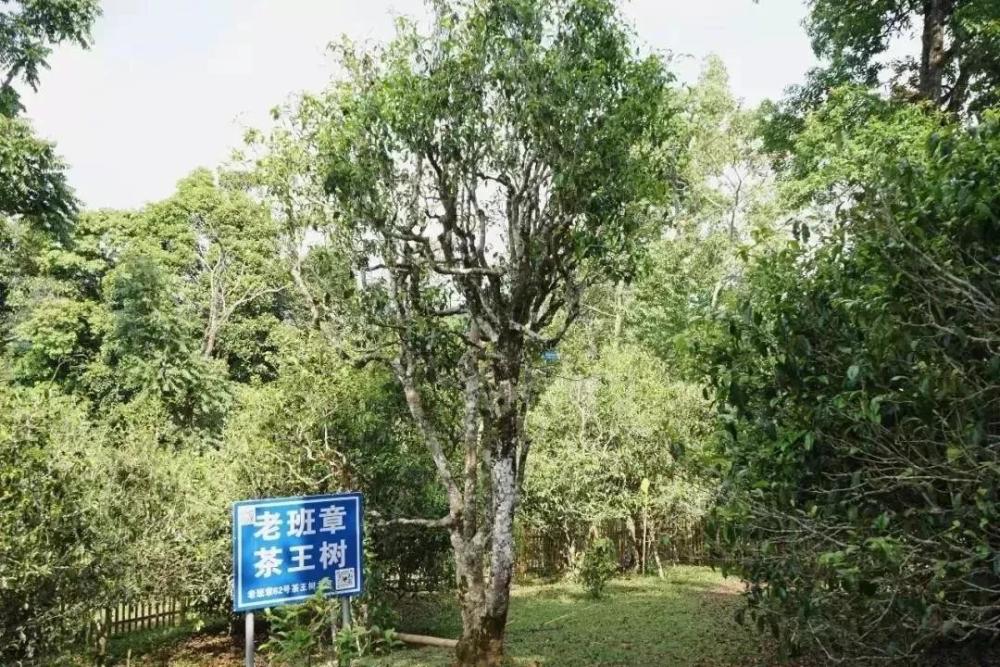 普洱名山介紹之布朗山篇名山名寨古茶樹現存量及茶葉特點