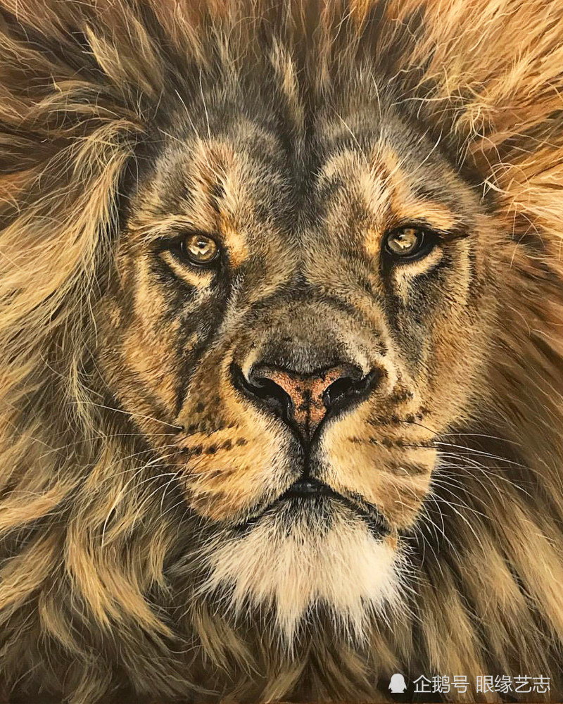 野性超写实回归原生之态凝视狂野的动物肖像画家
