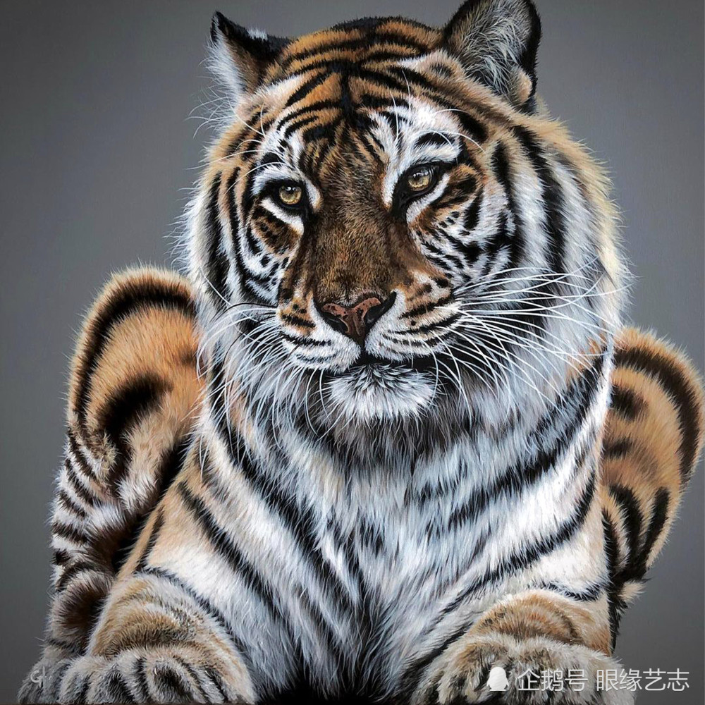 野性超写实回归原生之态凝视狂野的动物肖像画家