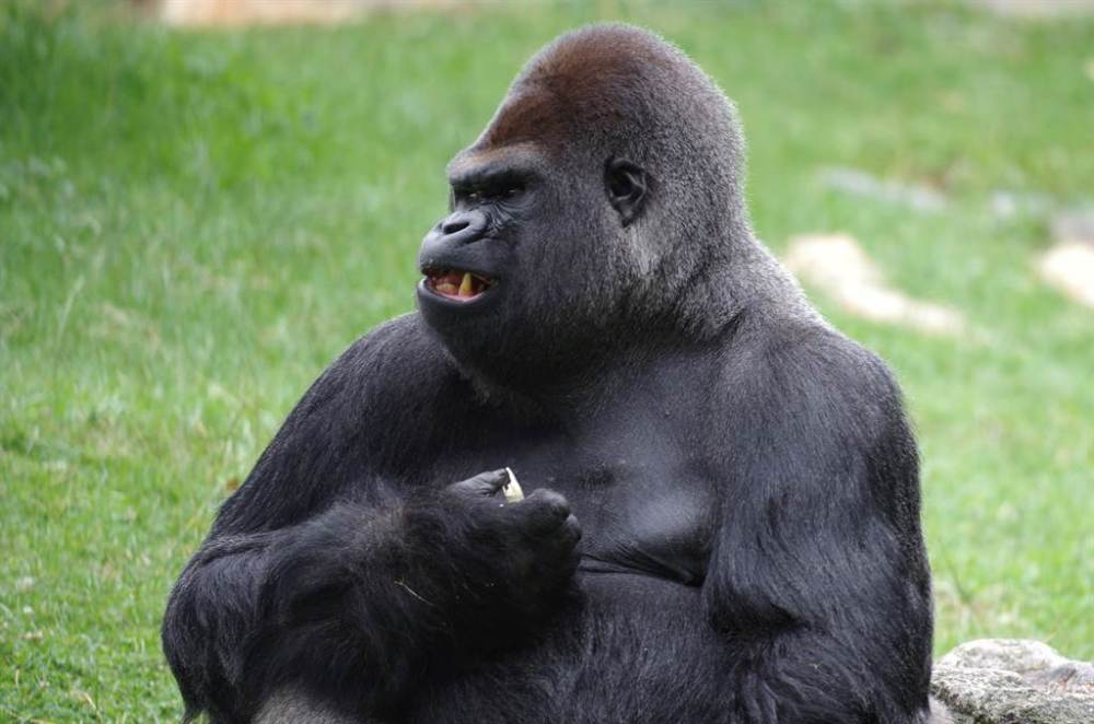 实名的惨!德国动物园员工喂骆驼时被咬脸"重伤"