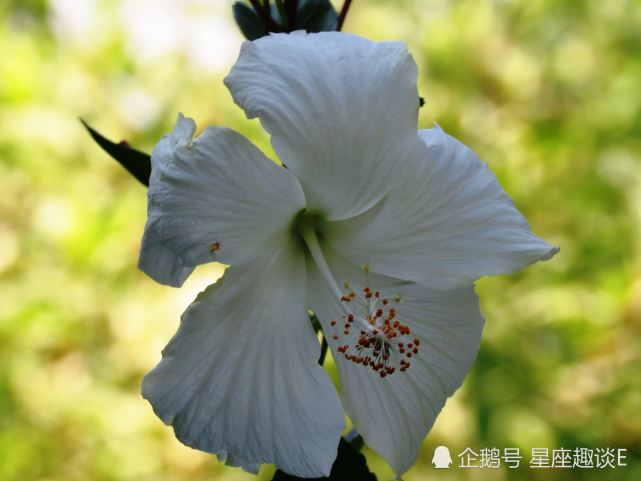 1月日星座运势 突破重围 扬帆起航的四大星座 星座运势 狮子座 天蝎座 水瓶座 金牛座 星座