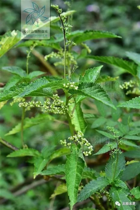 野绿麻见过吗祛风除湿活血止痛主风湿痹痛肢体麻木骨折疼痛