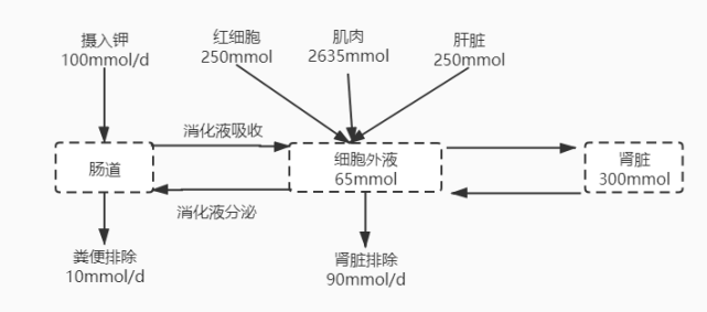 一图读懂:钾代谢的平衡与紊乱